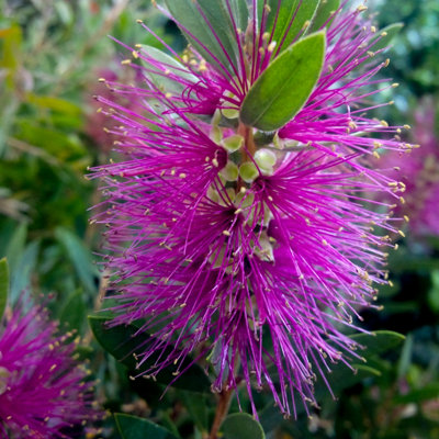 1 x Hot Pink Bottlebrush Plant Callistemon viminalis in a 3L Pot - Exotic Winter Hardy Plants