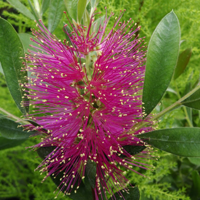 1 x Hot Pink Bottlebrush Plant Callistemon viminalis in a 3L Pot - Exotic Winter Hardy Plants