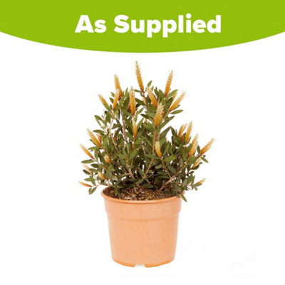 1 x Hot Pink Bottlebrush Plant Callistemon viminalis in a 3L Pot - Exotic Winter Hardy Plants - 3