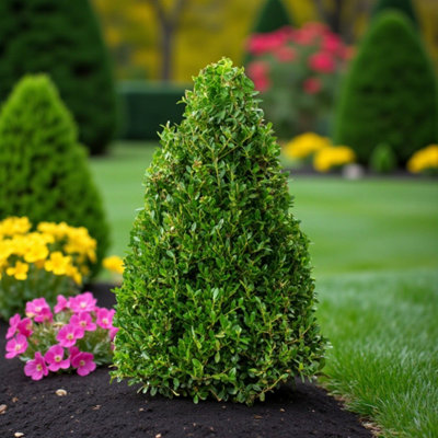 1 x Ilex Crenata Pyramid Gift Wrapped Evergreen Japanese Holly Plant in ...