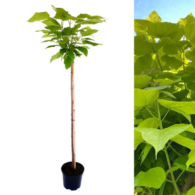 1 x Indian Bean Tree on 60cm Stem in 3L Pot - Catalpa bignonioides Nana - Compact Deciduous Tree