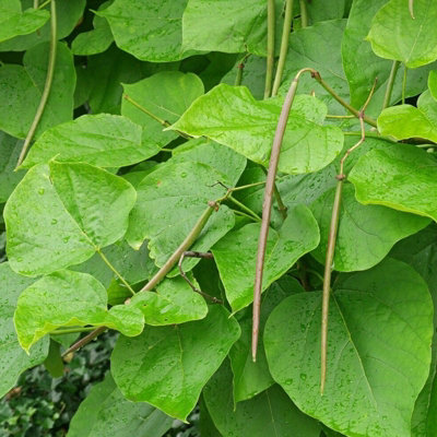 1 x Indian Bean Tree on 60cm Stem in 3L Pot - Catalpa bignonioides Nana - Compact Deciduous Tree