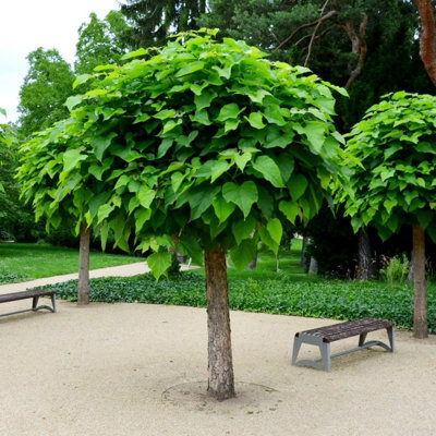 1 x Indian Bean Tree on 60cm Stem in 3L Pot - Catalpa bignonioides Nana - Compact Deciduous Tree - 3