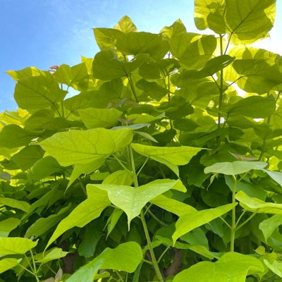 1 x Indian Bean Tree on 60cm Stem in 3L Pot - Catalpa bignonioides Nana - Compact Deciduous Tree - 4