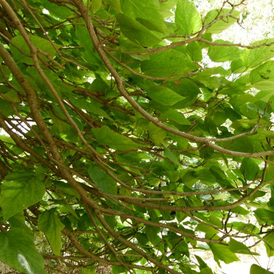 1 x Indian Bean Tree on 60cm Stem in 3L Pot - Catalpa bignonioides Nana - Compact Deciduous Tree - 5