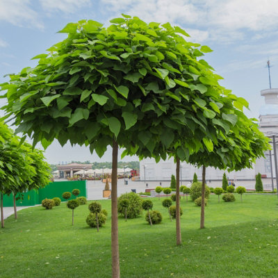 1 x Indian Bean Tree on 60cm Stem in 3L Pot - Catalpa bignonioides Nana - Compact Deciduous Tree - 6