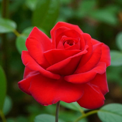 1 x Invincible Bare Root Rose - A Graded Fragrant, Hardy & Repeat ...