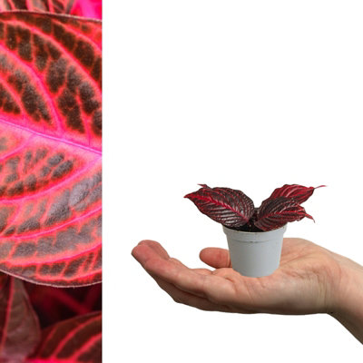 1 x Iresine Bloodleaf Purple Mini Indoor Plant in 6cm Pot - Purple Evergreen Foliage Beefsteak Plant Beginner Friendly Houseplant