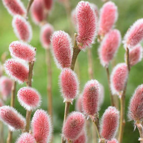 1 x Japanese Pink catkins Willow, Salix gracilistyla 'Mount Aso' in a 9cm Pot Goat Willow Tree for Garden Willow Trees for Gardens