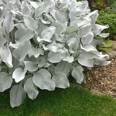 1 x Large Senecio Angel Wings in 9cm Pot - Amazing Unusual Hardy Plant