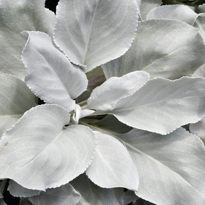 1 x Large Senecio Angel Wings in 9cm Pot - Amazing Unusual Hardy Plant