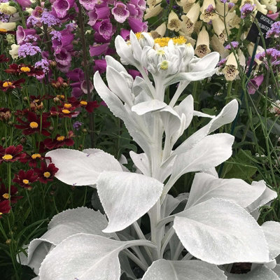 1 x Large Senecio Angel Wings in 9cm Pot - Amazing Unusual Hardy Plant - 3