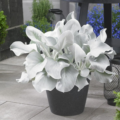 1 x Large Senecio Angel Wings in 9cm Pot - Amazing Unusual Hardy Plant - 5