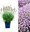 1 x Lavender 'BeeZee Pink' in 9cm Pot - Summer Colour for Scented Gardens