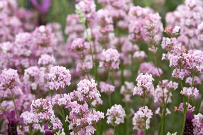 1 x Lavender 'BeeZee Pink' in 9cm Pot - Summer Colour for Scented Gardens - 3
