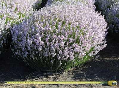 1 x Lavender 'BeeZee Pink' in 9cm Pot - Summer Colour for Scented Gardens - 4