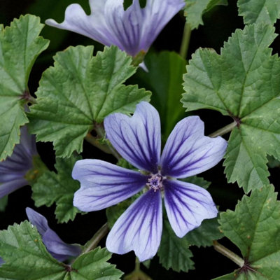 1 x Malva Marina Bare Root - Light Blue Common Mallow Hardy Blue Easy ...