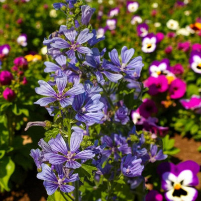bop plants Penstemon heterophyllus 'Margarita Bop' , Blue Bedder  Plant Material