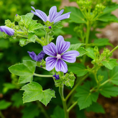 1 x Malva Marina Bare Root - Light Blue Common Mallow Hardy Blue Easy to  Grow Drought