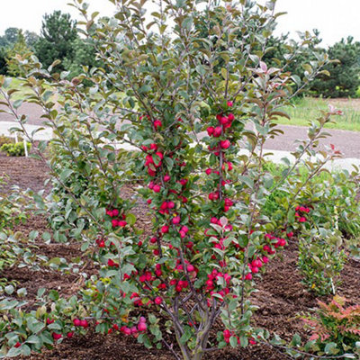 1 x Mini Apple Tree 'Malus Appletini' - in 13cm Pot, Apples Trees for Small Gardens, Grow Your Own Fruit, Garden Ready