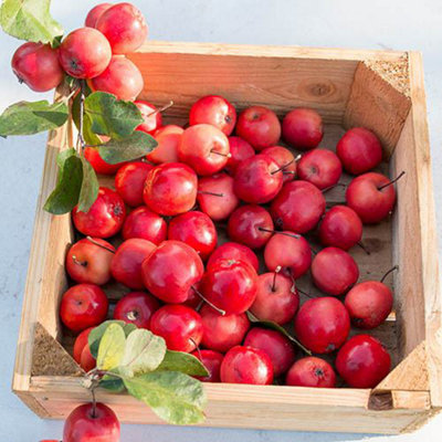 1 x Mini Apple Tree 'Malus Appletini' - in 13cm Pot, Apples