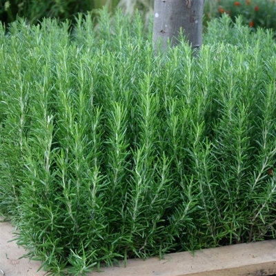 1 x 'Miss Jessops' Rosemary Herb Plant in 9cm Pot - Upright Variety for Cooking