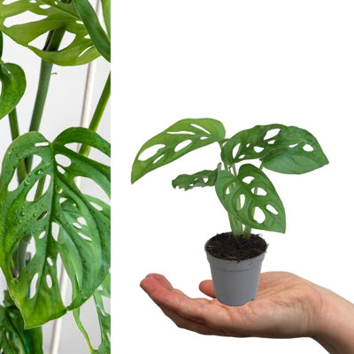 1 x Monstera obliqua Monkey Mask in 5cm Pot - Mini Air Purifying Potted Indoor Plant - Easy to Care For Evergreen Houseplant