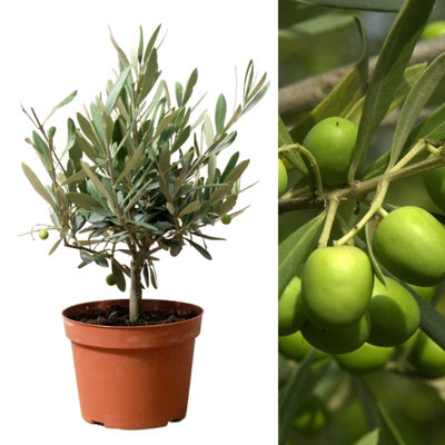 Olive 'Olea Europa' Tree | Hardy Ornamental Potted Trees for Small Gardens 2-3ft