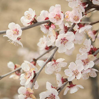 Artificial Cherry Blossom Tree With Detachable Metal Base