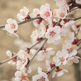 1 x Ornamental Prunus incisa 'Kojo-no-Mai' Fuji Cherry Tree in a 9cm Pot Established Garden Ready Plants for Gardens