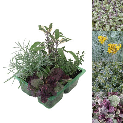 1 x Pack Silver Pink Patio Mix - Hardy Garden Ready Outdoor Perennial Rockery Shrubs - UK Grown Alpine Foliage Plants
