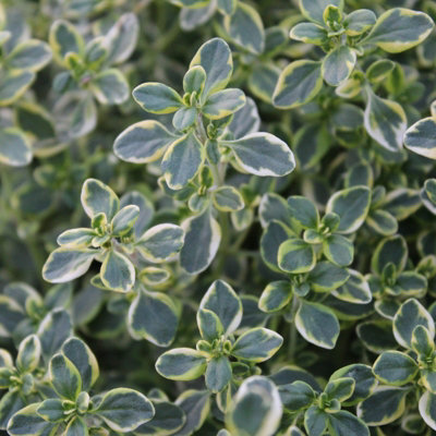 1 x Pack Silver Pink Patio Mix - Hardy Garden Ready Outdoor Perennial Rockery Shrubs - UK Grown Alpine Foliage Plants - 4