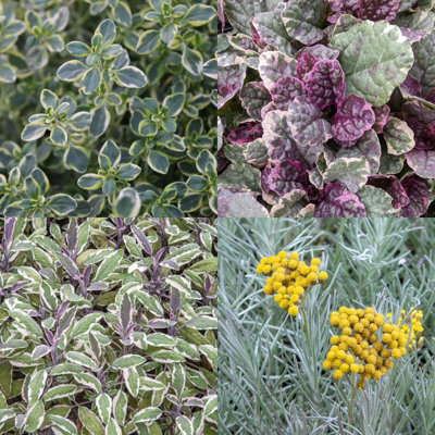 1 x Pack Silver Pink Patio Mix - Hardy Garden Ready Outdoor Perennial Rockery Shrubs - UK Grown Alpine Foliage Plants - 6