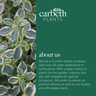 1 x Pack Silver Pink Patio Mix - Hardy Garden Ready Outdoor Perennial Rockery Shrubs - UK Grown Alpine Foliage Plants - 7