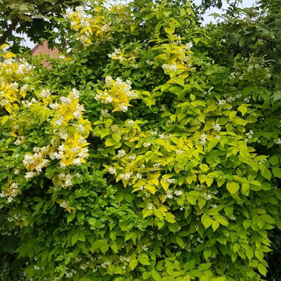 1 x Philadelphus Aureus Plant in 9cm Pot - Golden Mock Orange - Ready to Plant - 4