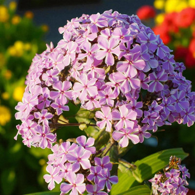1 X PHLOX ALL IN ONE BARE ROOT - FRAGRANT LILAC PINK SUMMER