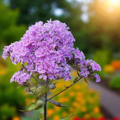 SOOR PLOOM 花柄オールインワン 4yr/104cm 1 X PHLOX ALL IN ONE BARE ROOT - FRAGRANT LILAC PINK SUMMER