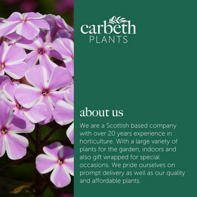 1 X PHLOX ALL IN ONE BARE ROOT - FRAGRANT LILAC PINK SUMMER