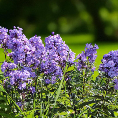 1 x Phlox Blue Paradise Bare Root - Summer Flowering Fragrant Lilac ...