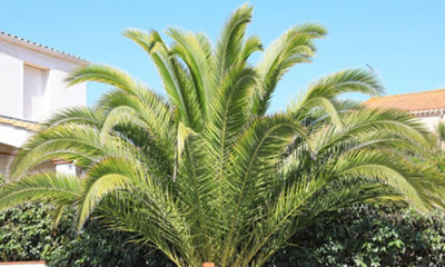 1 x Phoenix Canary Palm Tree 1.5 Litre Potted Plant  - Tropical Style - Ideal for Patio Containers - 5