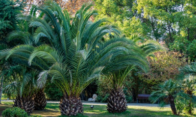 1 x Phoenix Canary Palm Tree 1.5 Litre Potted Plant  - Tropical Style - Ideal for Patio Containers - 6