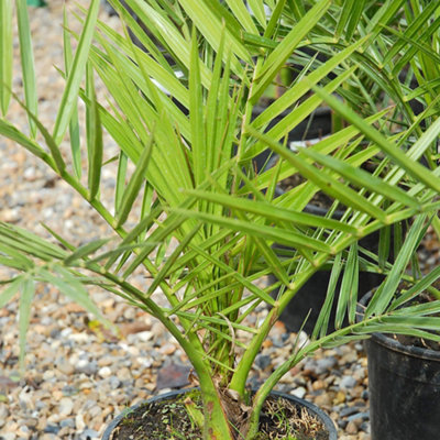 1 x Phoenix Canary Palm Tree 1.5 Litre Potted Plant  - Tropical Style - Ideal for Patio Containers - 8