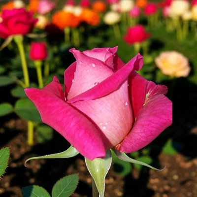 1 x Pink Peace Bare Root Rose - Fragrant, Hardy & Repeat Flowering Rose ...