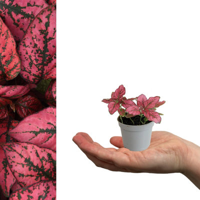 1 x Polka Dot Plant in 6cm Pot - Live Hypoestes phyllostachya Red Mini Indoor Plant - Evergreen Beginner Friendly Houseplant