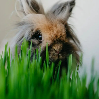 1 x Rabbit Wheat Grass in 13cm Pot - Natural Treat & Enrichment Plant ...