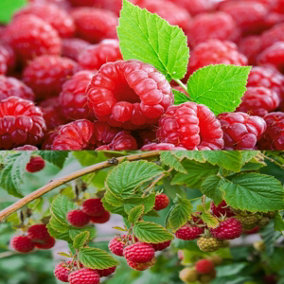 1 x Raspberry Autumn Bliss Bare Root Cane - Grow Your Own Fresh Raspberries