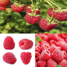 1 x Raspberry Tulameen Bare Root Cane - Grow Your Own Fresh Raspberries
