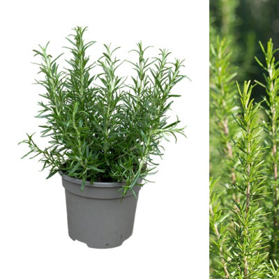 1 x Rosemary BBQ Herb Plant in 13cm Pot - Easy to Grow Rosmarinus Officinalis Barbecue - Aromatic Garden Ready Evergreen Shrub