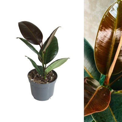 1 x Rubber Plant Ficus Melany Indoor Plant in 8cm Pot - Live Real Air Purifying Evergreen Green Burgundy Foliage Houseplant