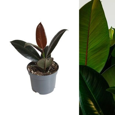 1 x Rubber Plant Ficus Robusta Indoor Plant in 8cm Pot - Air Purifying Evergreen Foliage Houseplant - Easy Care Beginner Friendly